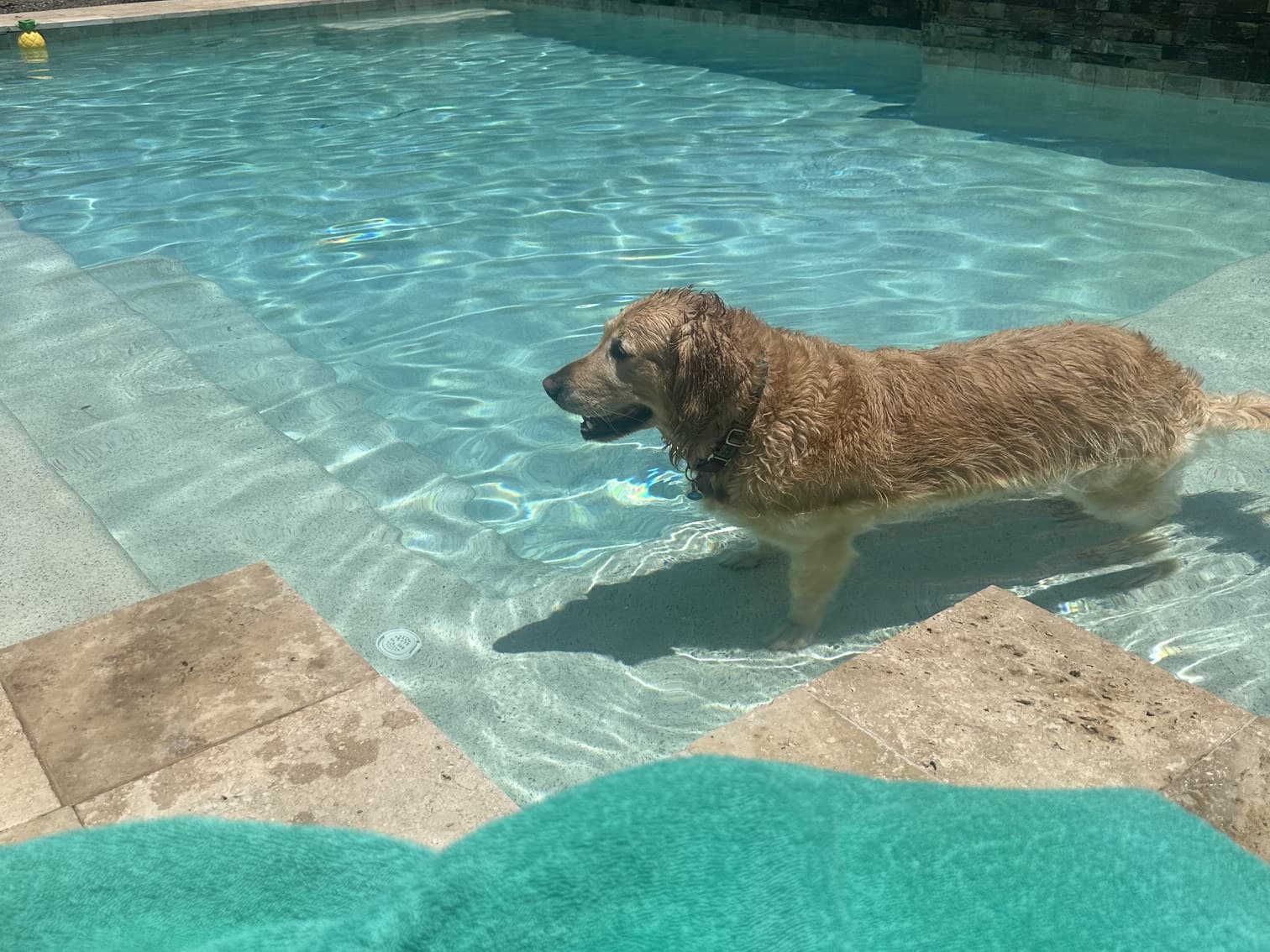 Golden retriever wading in a clean backyard pool serviced by Flow State Pool Services in Peoria, AZ